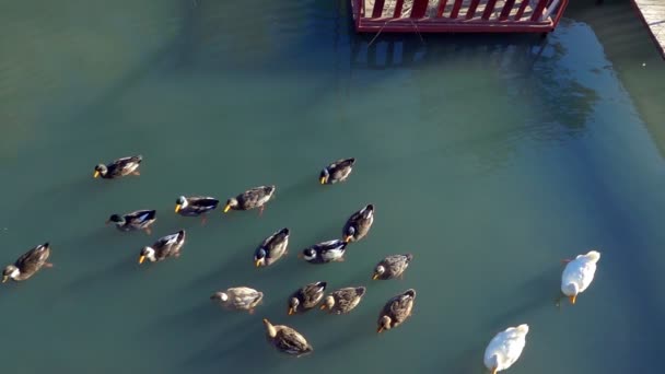 Uccello Anatra Animale Nel Lago — Video Stock