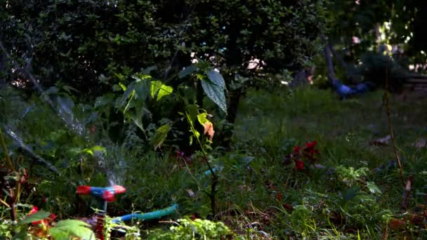 Gartenpflanzenregner Der Natur — Stockvideo