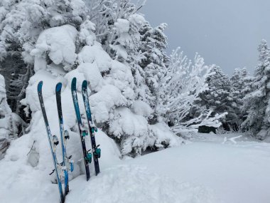 Aralığın başında Stowe Dağı tepesindeki kayak merkezindeki çam ağaçlarına bir sürü taze kar ve iki çift kayakla bakın.