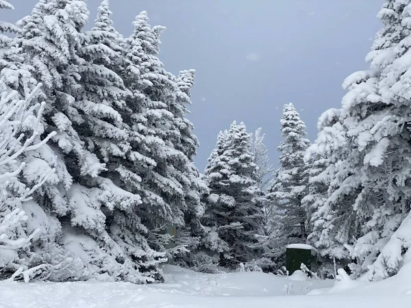 Θέα Στα Πεύκα Πολύ Φρέσκο Χιόνι Σκόνη Στο Stowe Mountain — Φωτογραφία Αρχείου