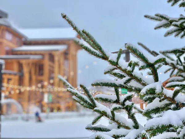 Pine Tree Fresh Snow Stowe Mountain Resort Spruce Peak Village — Stock Photo, Image