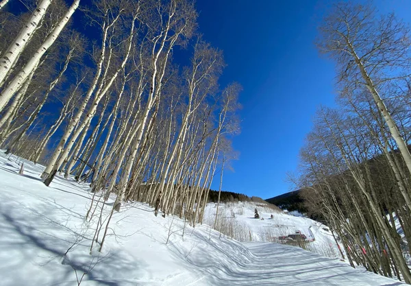 Čerstvý Sníh Osiky Zadní Míse Lyžařském Středisku Vail — Stock fotografie