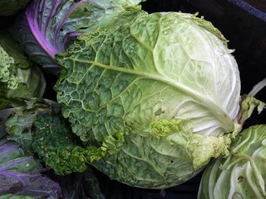 Lahana veya çiftçilerin piyasa, savoy lahana