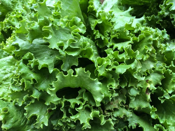 Свежий зеленый салат на фермерском рынке — стоковое фото