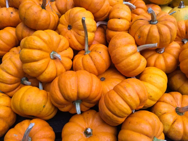 Kleurrijke pompoenen collectie op de boeren markt — Stockfoto