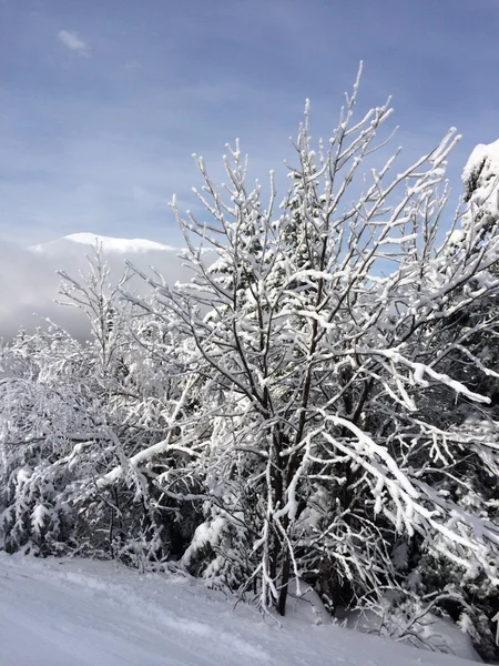 Snöig backe i bergen — Stockfoto