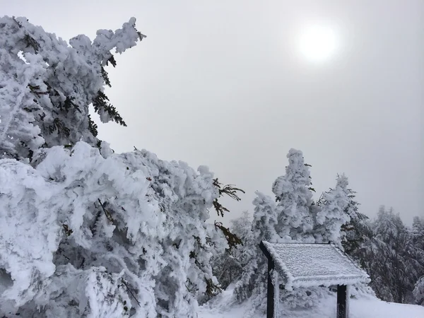 Pendiente nevada en las montañas — Foto de Stock