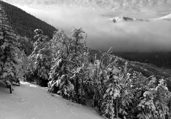 Pendiente nevada en las montañas —  Fotos de Stock