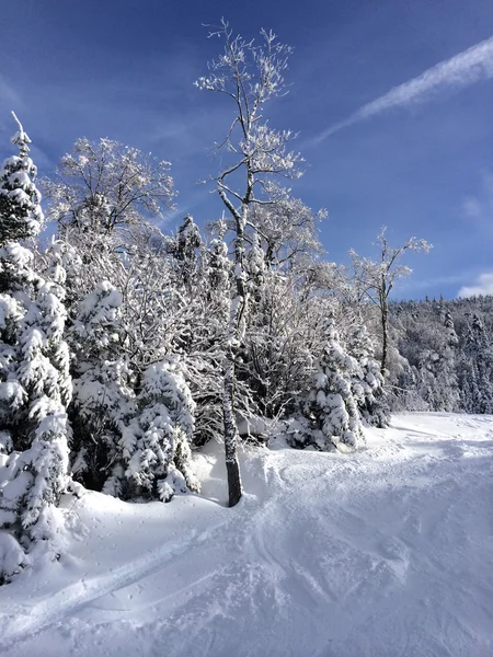 Snöig backe i bergen — Stockfoto