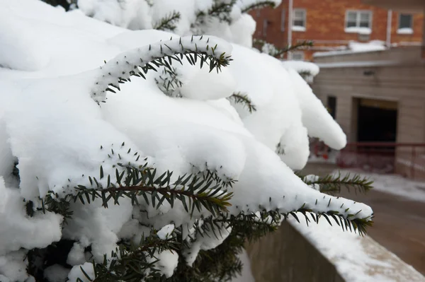 NOVA IORQUE JANEIRO 27: Um pinheiro enterrado na neve na Emmons Ave em Broooklyn, Nova York na terça-feira, 27 de janeiro de 2015, o dia após a nevasca de neve de 2015 . — Fotografia de Stock