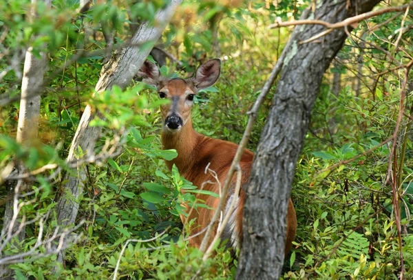 Minnewaska 状態でディア ・ パーク リザーブ — ストック写真