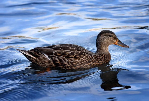 Minnewaska State Park rezerv ördek