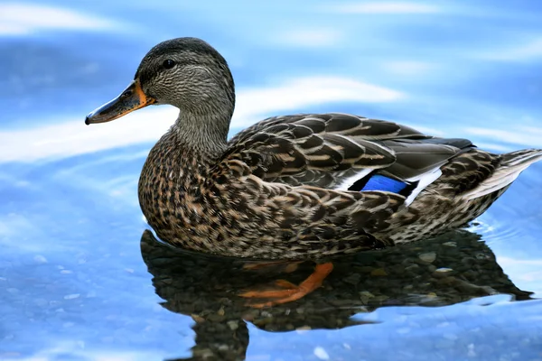 Ente im Minnewaska State Park Reserve — Stockfoto