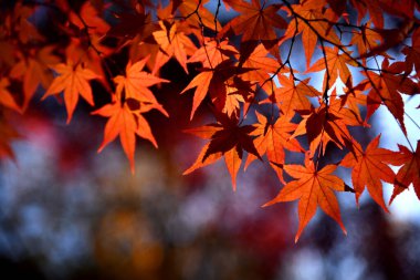 Canlı kırmızı akçaağaç yaprakları yumuşak mavi ve mor arkaplanlı bir daldan sarkan yapraklar. Kapalı sonbahar yaprakları renkli ve atmosferik mevsimlik bir sahne oluşturuyor..