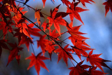 Canlı kırmızı akçaağaç yaprakları yumuşak mavi ve mor arkaplanlı bir daldan sarkan yapraklar. Kapalı sonbahar yaprakları renkli ve atmosferik mevsimlik bir sahne oluşturuyor..