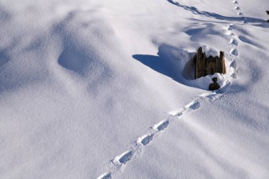 İsviçre Alplerinde gün doğumunda dokunulmamış alp karları boyunca taze hayvan izleri kıvrılarak yumuşak gölgeler ve doğal dokularla sakin bir kış manzarası oluşturur..