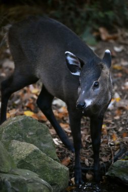 Tufted Deer in zoo clipart