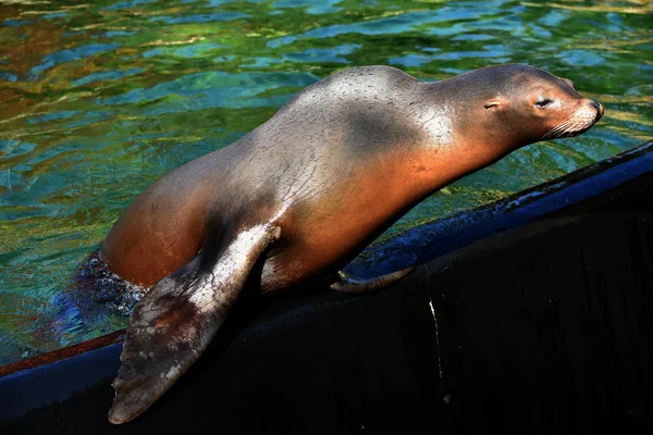 California Sea Lion — Stock Photo, Image