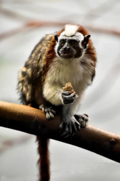 Geoffroy Marmoset yeme — Stok fotoğraf