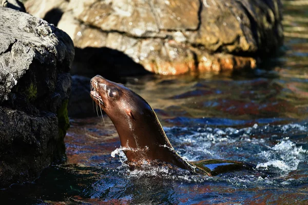 California Sea Lion — Stock Photo, Image