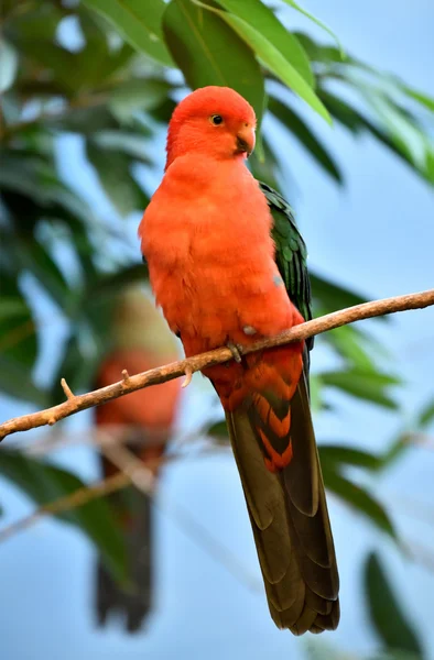 Red parrot with green wings Royalty Free Stock Images