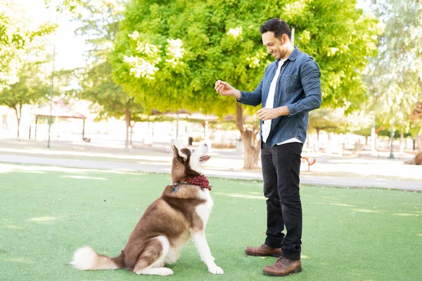 Привлекательный Дрессировщик Собак Учит Своего Большого Питомца Сидеть Зеленой Траве — стоковое фото