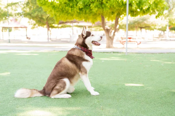 Profile Cute Husky Dog Sitting Waiting His Owner Park Green — Stock Photo, Image