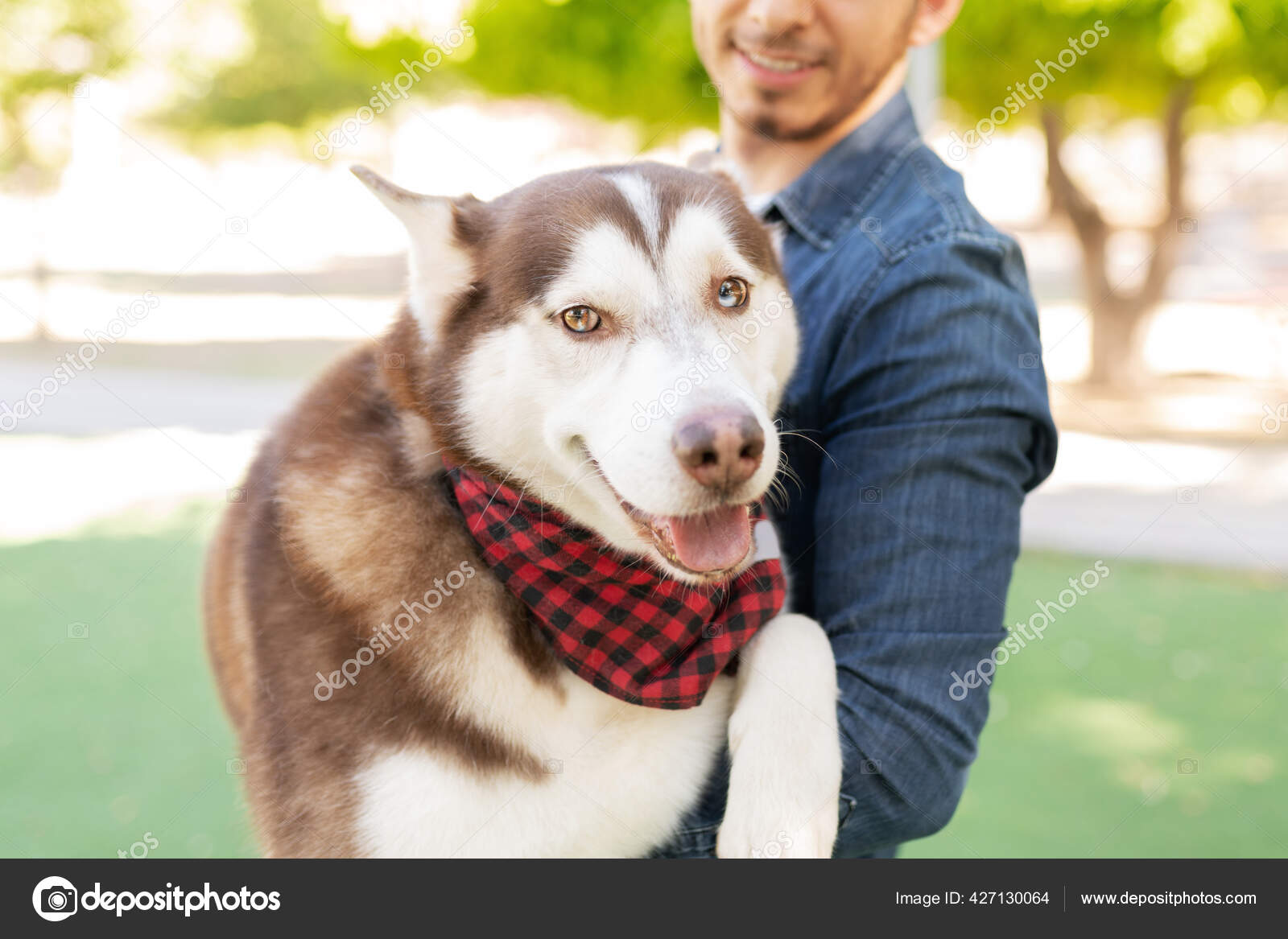 Husky bandana cheap