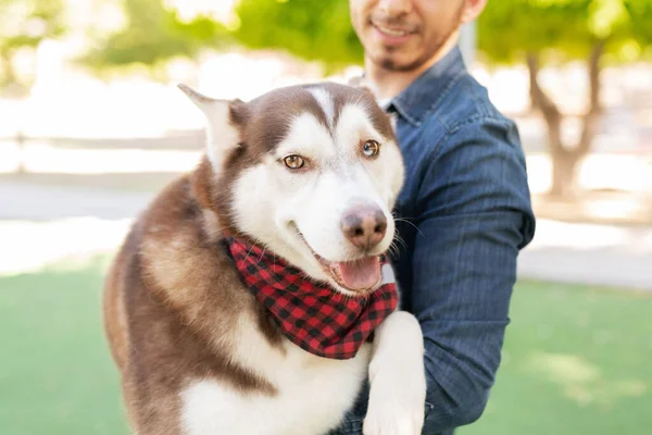 Портатив Хаски Собакой Бандане Выглядящей Счастливой Несёт Владелец Собаки Парке — стоковое фото