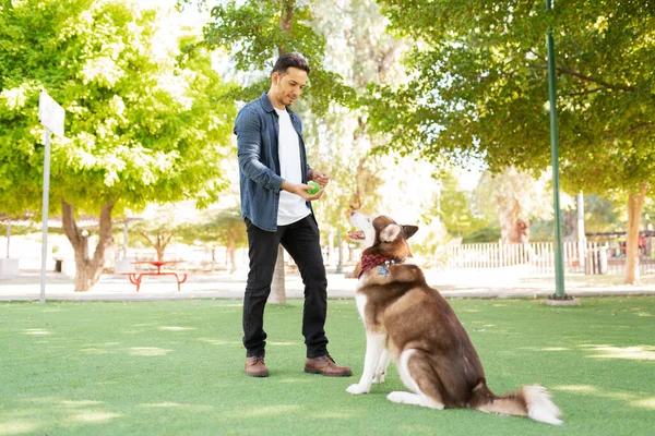 Симпатичный Владелец Собаки Тренирует Большую Пушистую Собаку Мячом Траве Парка — стоковое фото