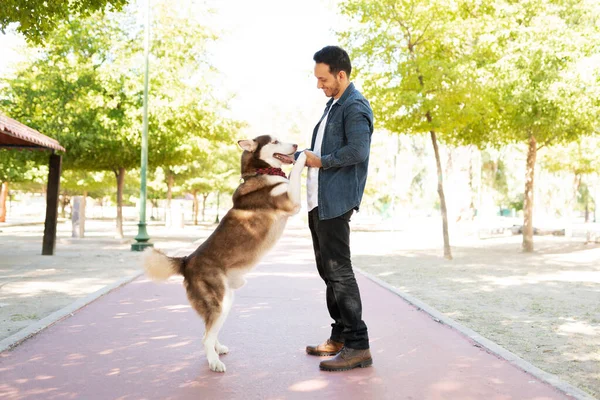 Всю Длину Взрослый Латиноамериканец Играет Большой Коричневой Собакой Стоящей Двух — стоковое фото