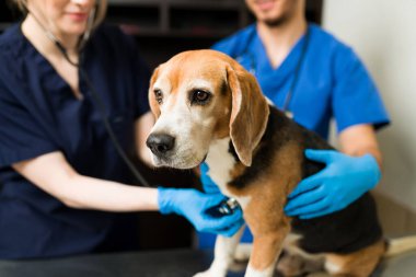 Veterinerde güzel bir av köpeğine yaklaş. Eldivenli beyaz ve İspanyol profesyonel veteriner evcil hayvan kliniğinde şirin bir köpeğin sağlığını kontrol ediyor.