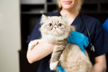 Eldivenli bir kadın veterinerin kollarında sevimli beyaz İran kedisi. Profesyonel bir veterinerin hayvan kliniğinde sağlıklı, tüylü bir kedi beslemesi.