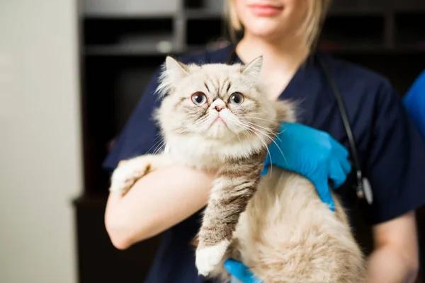在一位戴手套的女兽医的怀里抱着一只可爱的白色波斯猫 一名专业兽医在动物诊所将一只健康的绒毛猫抱在怀里 — 图库照片
