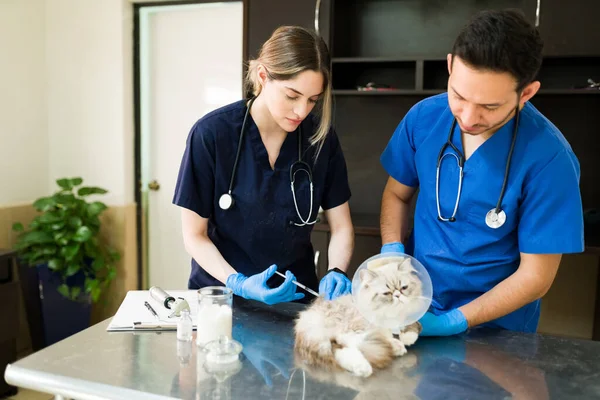 Attractive caucasian woman vet putting a vaccine or medicine with a syringe on a white persian cat. Male veterinarian holding down a cute sick pet with a recovery cone at the animal clinic