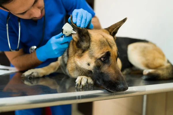 Close up of a beautiful big dog lying on the exam table at the vet\'s and looking sad and sick. Male veterinarian using an otoscope to exam the ear of an old german shepherd