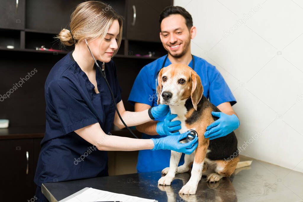 Happy veterinarian woman using a stethoscope to listen to the heart of a cute beagle dog. Caucasian vet and hispanic man examining a sick pet 