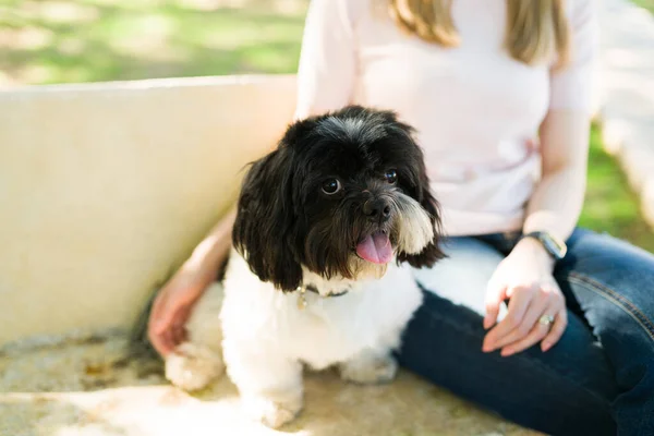 Schattige Zwart Witte Shih Tzu Hond Zittend Een Bankenpark Met — Stockfoto