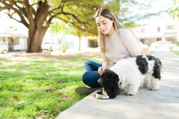 Söt Svart Och Vit Shih Tzu Hund Dricksvatten Från Skål — Stockfoto