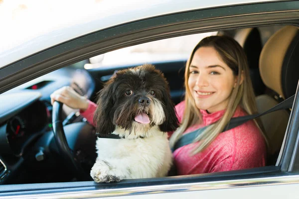 Gelukkige Mooie Hond Staat Schoot Van Eigenaar Steekt Zijn Kop — Stockfoto