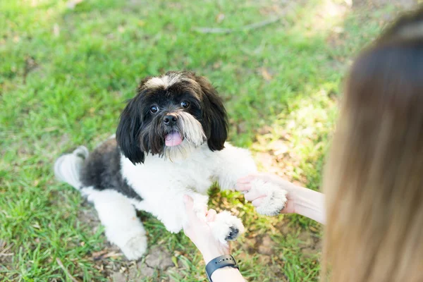 Mutlu Küçük Bir Köpeğin Portresi Çimlerin Üzerinde Oturuyor Parkta Günün — Stok fotoğraf