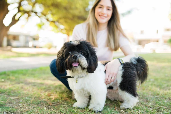 かわいい黒と白の小さな犬は幸せな所有者と緑の芝生の上で休んでいます 屋外で遊ぶことから休憩を取る石津犬 — ストック写真