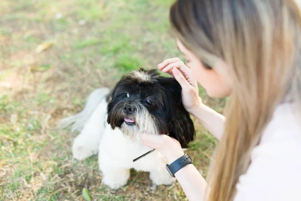 Caucasian Woman Petting Beautiful Shih Tzu Dog Park Dog Lover — Stock Photo, Image