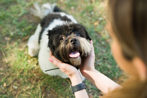 Zamknij Się Szczęśliwy Zabawny Pies Shih Tzu Siedzi Odpoczywa Parku — Zdjęcie stockowe