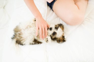Top view of an active small puppy playing with a caucasian woman while lying in the bed. Playful pet owner scratching the belly of her excited shih tzu dog