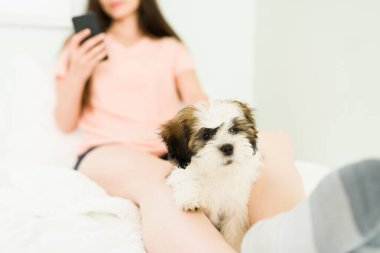 Cute small breed dog with white and brown fur sitting on a young woman's legs while resting together in a comfy bed