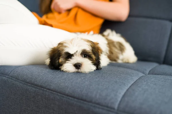 Keeping company. Adorable small puppy lying next to a young woman on the sofa and resting on a relaxing day at home