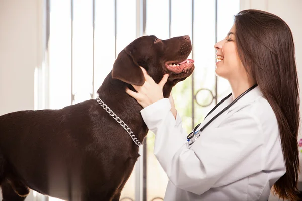 Veterinarian petting  labrador — Stock Photo, Image