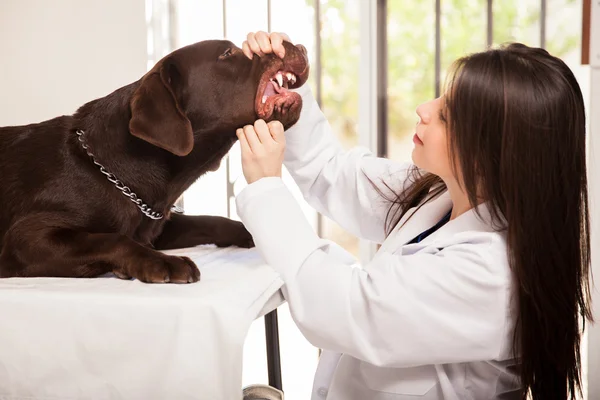 Veterinarian opening dog's mouth — Stock Photo, Image