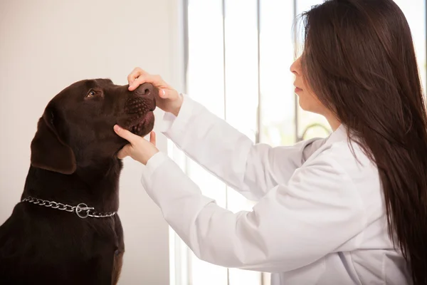 Ветеринар проверяет рот — стоковое фото